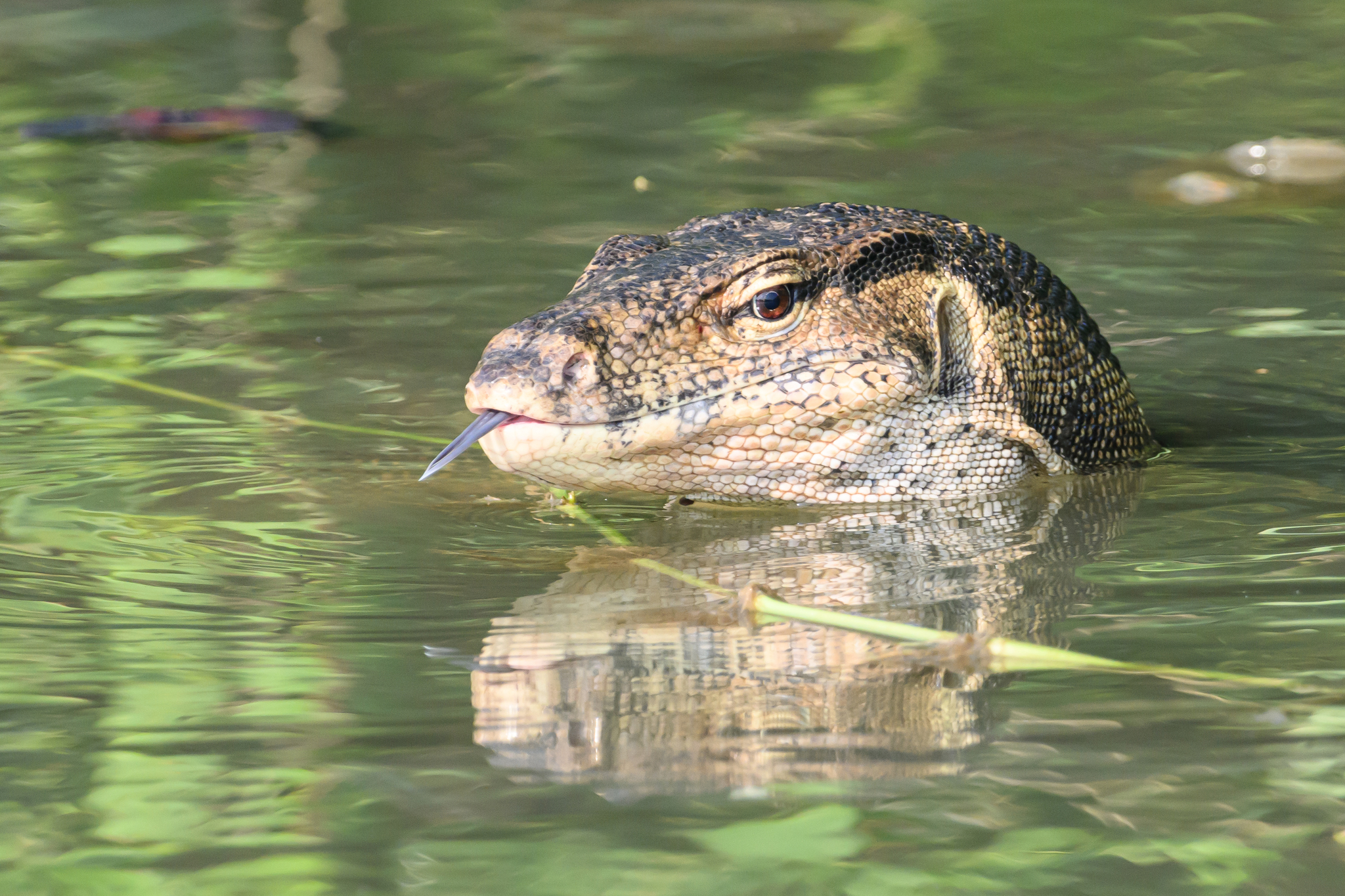 Asian Water Monitor Lizard