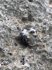 Calcinus laevimanus