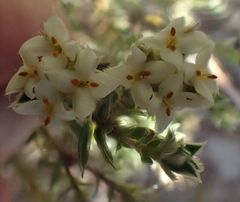 Pimelea pseudolyallii