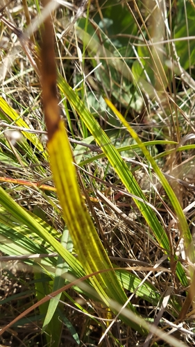 Image of Pine Pink (Bletia purpurea) by (c) Athena Philips, some rights reserved (CC BY)