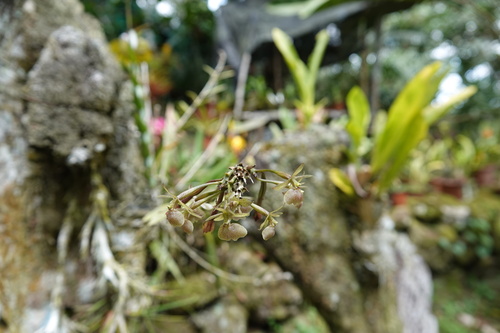 Epidendrum coriifolium Lindl. 3