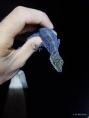 Rueda's Anole photo 5