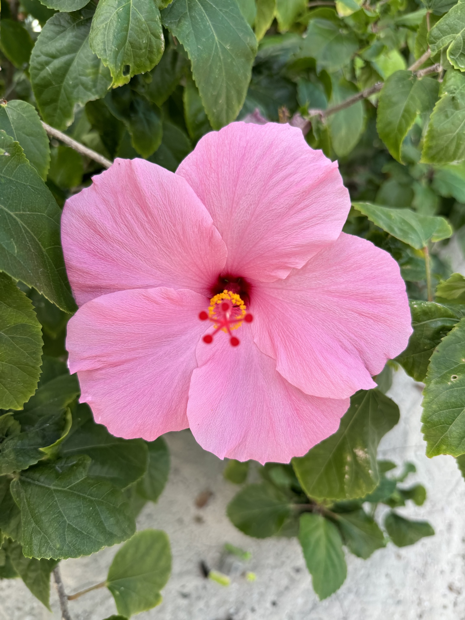 Imagem de Hibisco