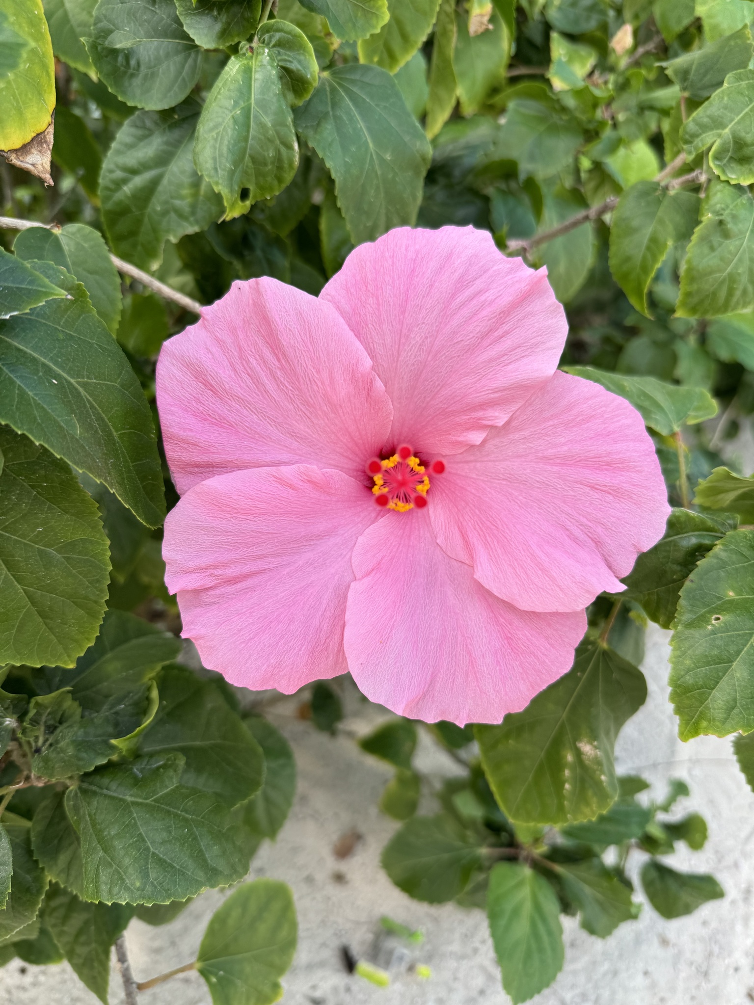Imagem de Hibisco