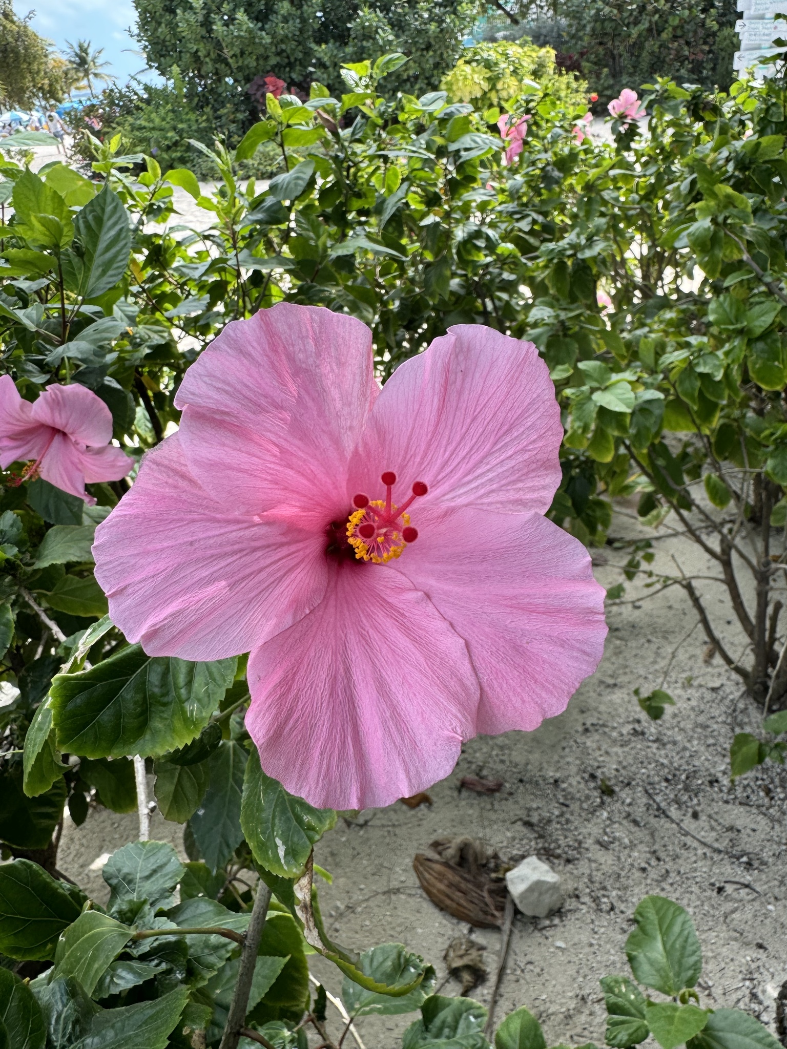 Imagem de Hibisco