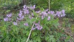 Phacelia bipinnatifida