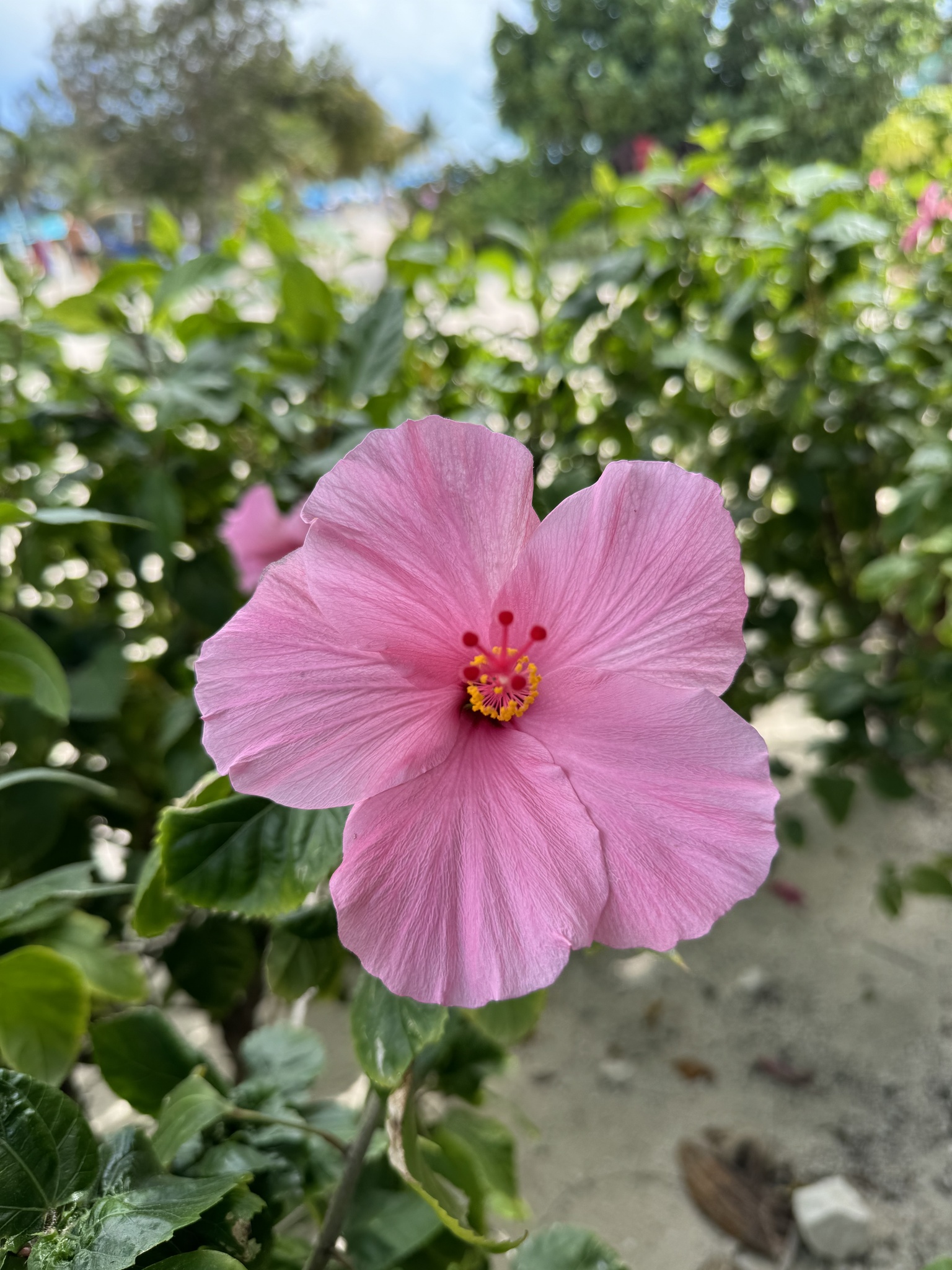 Imagem de Hibisco
