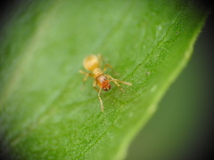 Lasius flavus
