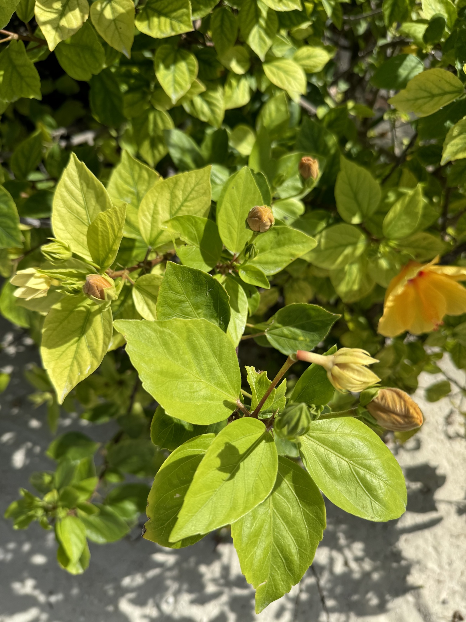 Imagem de Hibisco