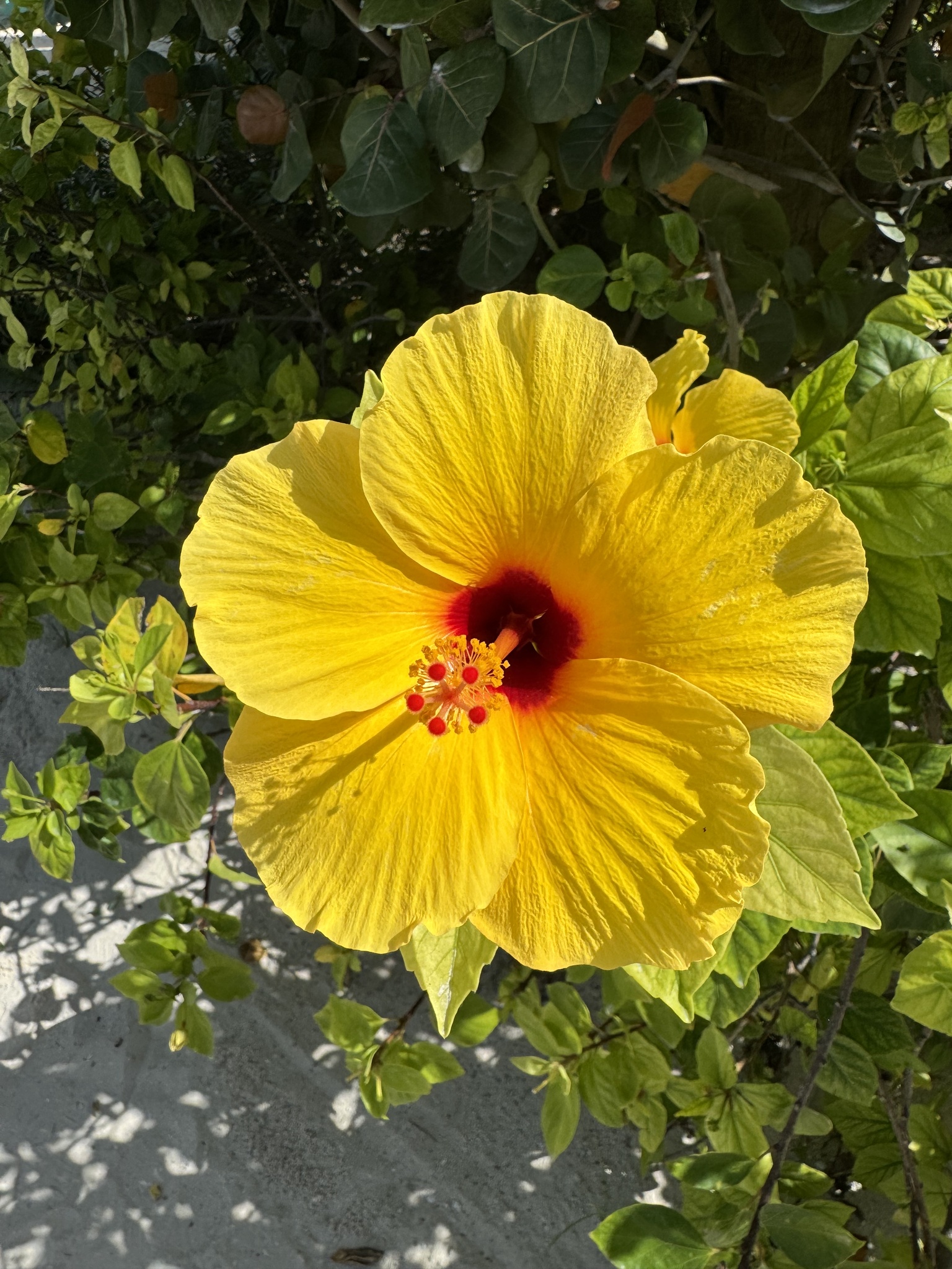 Imagem de Hibisco
