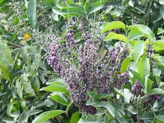 Lonchocarpus hondurensis