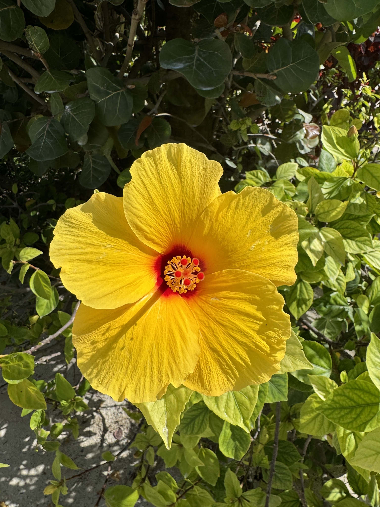Imagem de Hibisco
