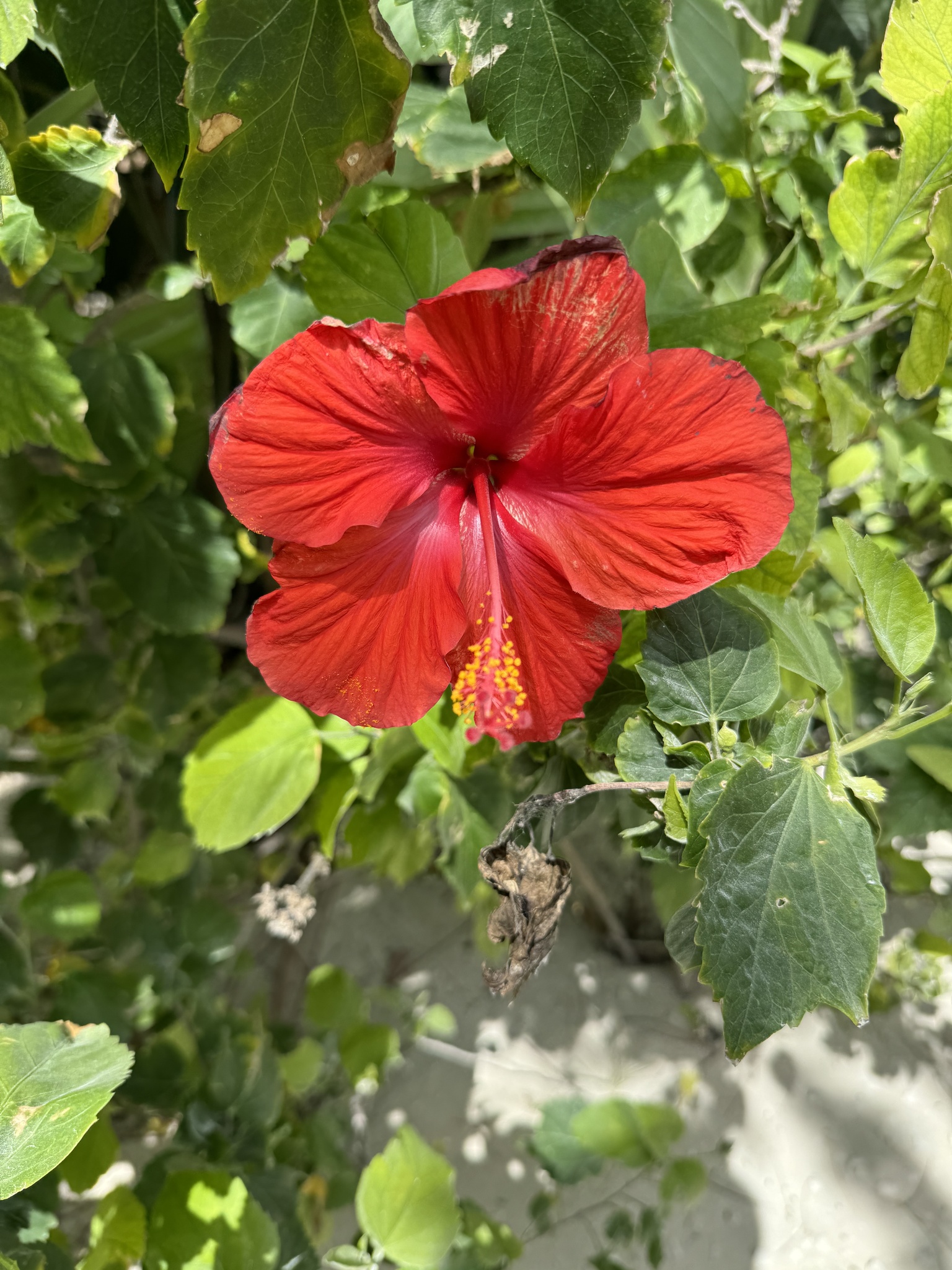 Imagem de Hibisco