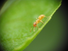 Lasius flavus