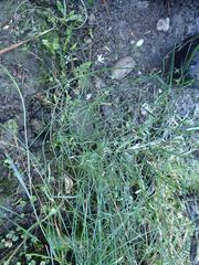 Wahlenbergia rupestris