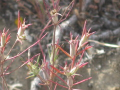 Angiospermae