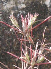 Angiospermae