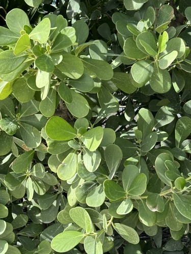 Foto de Abaneiro