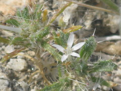Polemoniaceae