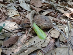 Para Spiny Tree Rat photo 2