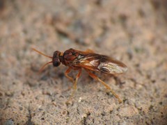 Hoplocampa