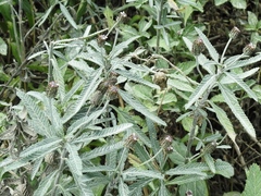 Lippia stoechadifolia