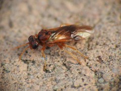 Hoplocampa