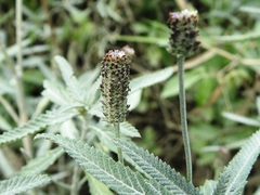 Lippia stoechadifolia