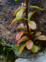 Sedum cepaea