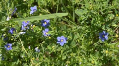 Sisyrinchium pruinosum