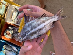 Borriqueta Porgy photo 2