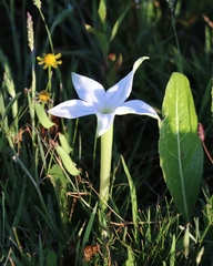 Jaborosa integrifolia