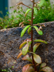 Sedum cepaea