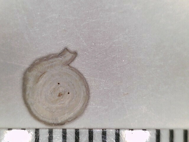Hemidiscella