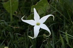 Jaborosa integrifolia