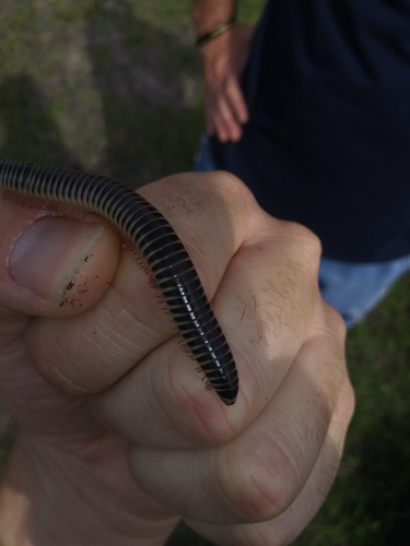 Chicobolus spinigerus