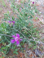 Centaurea polyacantha