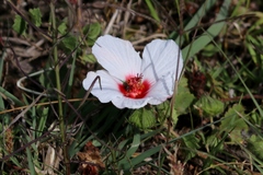 Pavonia glechomoides