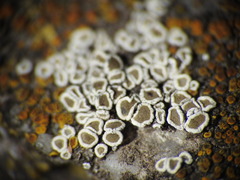 Myriolecis semipallida