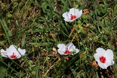 Pavonia glechomoides