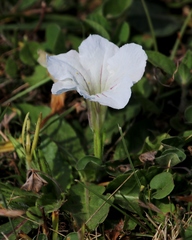Ruellia morongii