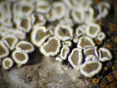 Myriolecis semipallida