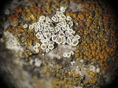 Myriolecis semipallida