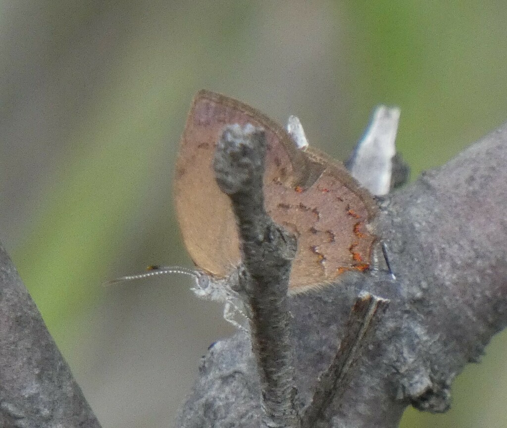 Magnastigma julia