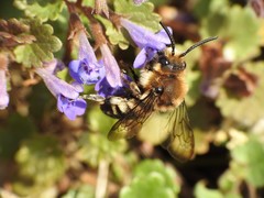 Melecta albifrons