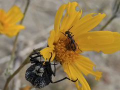 Eupompha elegans