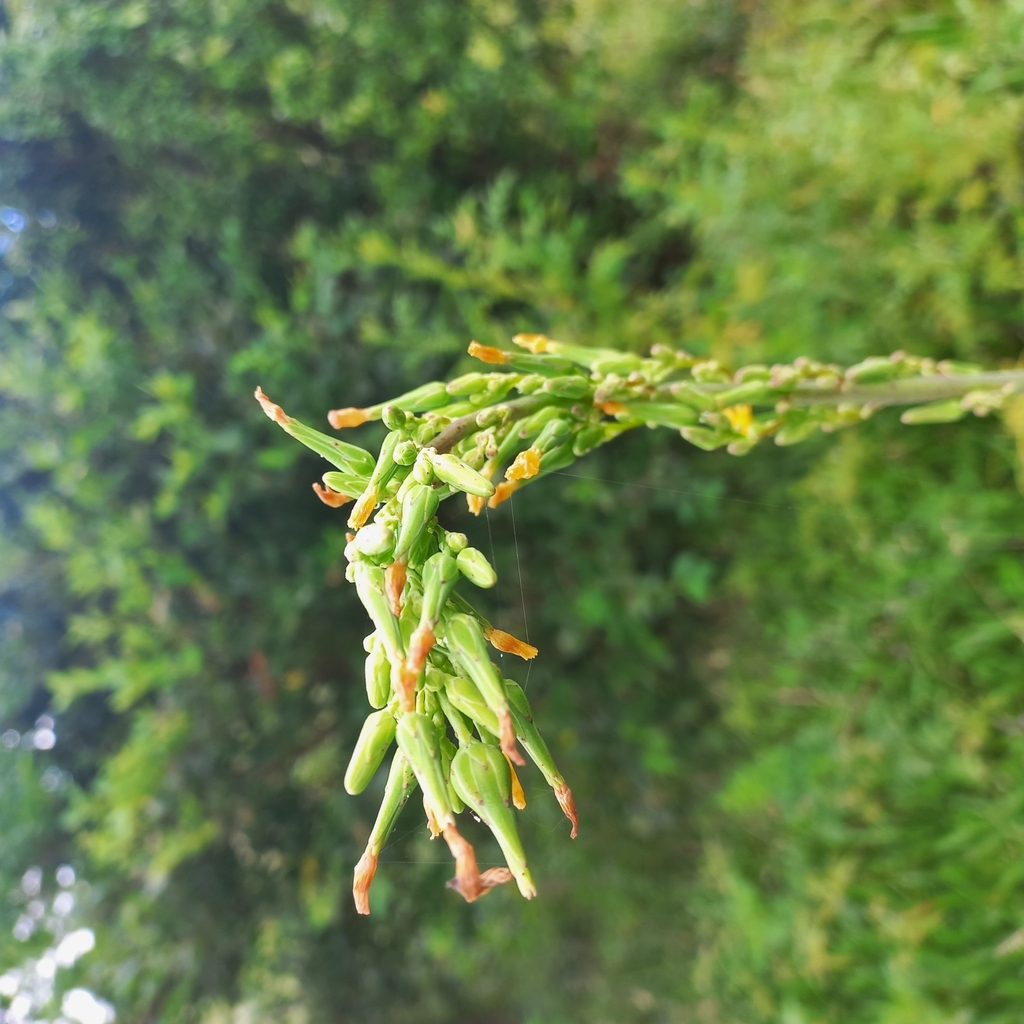 Foto de Almeirão-de-árvore
