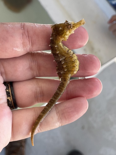 Northern Seahorse photographed in Texas