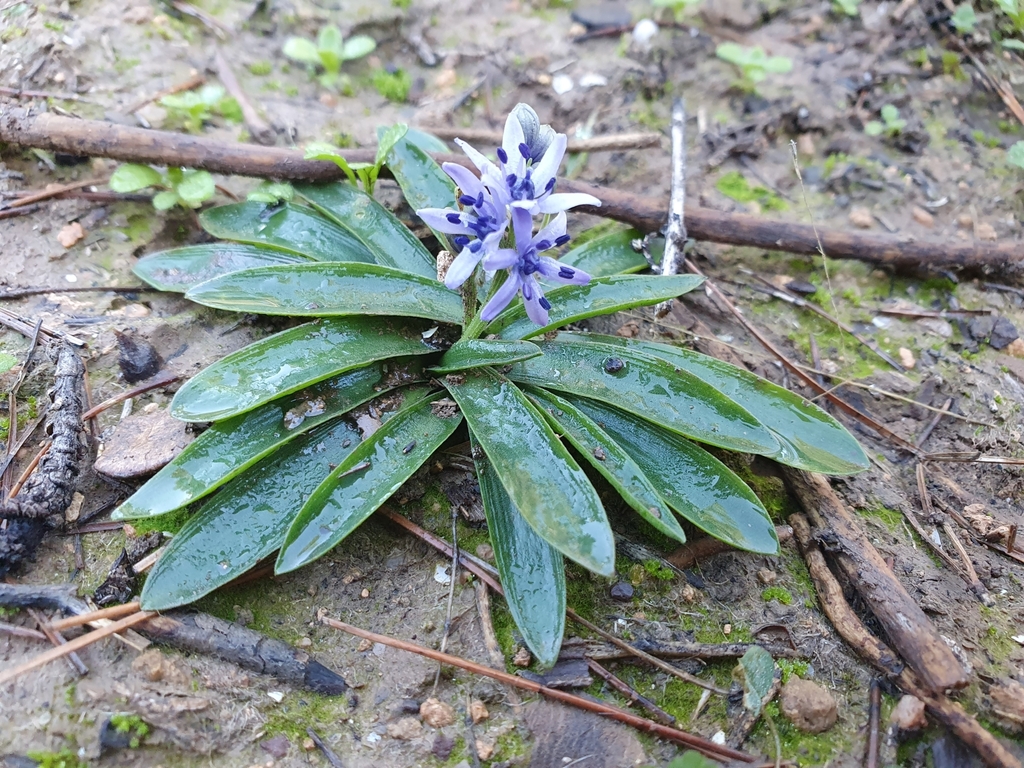 Hyacinthoides lingulata (Hyacinthoides lingulata)
