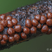 Diderma subincarnatum - Photo (c) Alison Pollack, algunos derechos reservados (CC BY-NC), subido por Alison Pollack